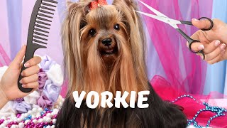 Yorkshire Terriers Grooming Health Temperament [upl. by Amada499]