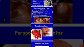 Bsc part I Zoology Topic phylum Annelida part 1 [upl. by Mccowyn]