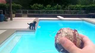 Lagotto Romagnolo puppy in swimming pool [upl. by Aikel307]