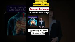 Breathing and exchange of gases  Class 11th  Biology cbse ncert neet [upl. by Goggin]