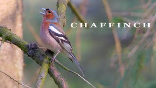 CHAFFINCH bird singing beautifull bird sounds [upl. by Htezil]