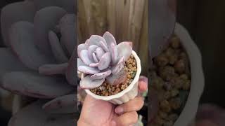 Echeveria Laui white echeveria echeverias succulentobsession succulent succulentplant plants [upl. by Tammany]