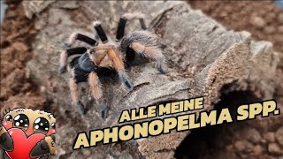 Meine Aphonopelma spp  plötzlich MILBEN ENTDECKT [upl. by Anelhtac]