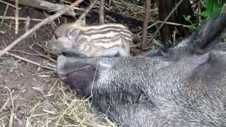 Wild boar piglets  little fighters [upl. by Etnecniv]