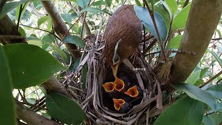 The four chicks have hardworking parents and are never short of food [upl. by Hayward]