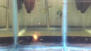 Betta Macrostoma Fry [upl. by Barret]