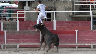 BARBENTANE24062024Course CamarguaiseAvenir [upl. by Eleets]