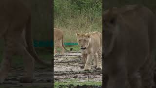 Roar The Majestic Life of Lions facts funfacts animalbehavior [upl. by Neillij]