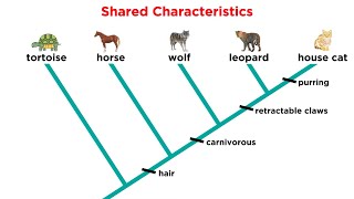 Cladistics Part 1 Constructing Cladograms [upl. by Einnek]