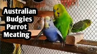 Budgies parrot Mating  Budgies parrot male female Mating sound  budgies parrot song  lovepetsa [upl. by Cirdor777]