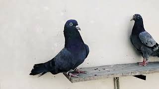 Salary Teddy Kabootar pigeons breeding New entry 2024 [upl. by Mezoff350]