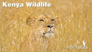 Kenya Wildlife Photo Safari—Masai Mara Samburu and Lake Nakuru [upl. by Boswall758]