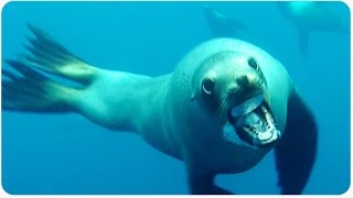 Sea Lion Charges Diver  Crazy Near Miss [upl. by Llehsor]