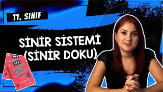 Bitki Biyolojisi  Bitkisel Dokular1 Konu Anlatımı 12 Sınıf Biyoloji [upl. by Nanor]