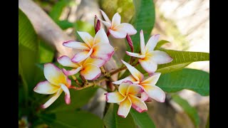 Tour of Plumeria Garden in the Desert  Fed With VermisTerra Tea [upl. by Sparrow635]