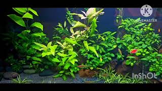 anubias planted tank plantedtank aquariumfish cute naturalbeauty fishtank [upl. by Treva]