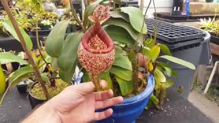 Extreme Nepenthes Pitchers [upl. by Enavi]