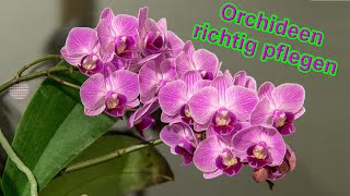 Orchideen richtig pflegen [upl. by Adlesirc]