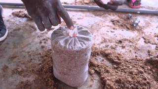 Oyster Mushroom Farming at the Kumasi Institute of Tropical Agriculture KITA  Peace Corps Ghana [upl. by Vinny40]