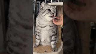 Baby friend circle want to stick to you today cat kitten cutebaby cute pets catvideos cats [upl. by Nitfa]