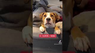 Dog Says quotI LOVE YOUquot tiktokdog talkingdog [upl. by Wylie966]