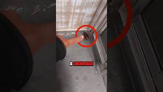 NEVER Kill A Cockroach 😨 [upl. by Jacky683]