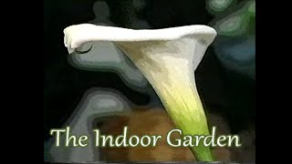 How to Nurture a Calla Lily Indoors Zantedeschia aethiopica [upl. by Vinny]