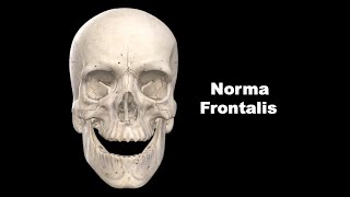 Norma Frontalis Anatomy mbbs bds education [upl. by Anni]