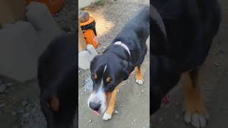 Greater Swiss Mountain Dog  Dog of the day dog animaltraining dogtraining [upl. by Leuas]