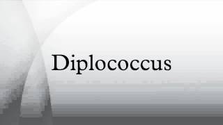 Diplococcus [upl. by Pansy]