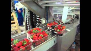 Γραμμή Συσκευασίας Φράουλας σε quotFlow Packquot Strawberries Packing Line quotFlow PackquotNovatec [upl. by Newmark]