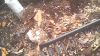 CarazyNet NoTurn Self Aerated Hot Compost System  Part 3 Adding Cafe Compost 12 Oct 2013 [upl. by Nivar]