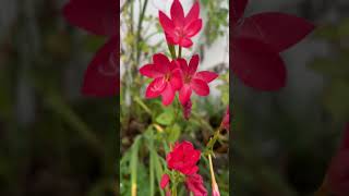 shortsfeed trending beautiful red gladiola flowers shorts video [upl. by Guevara]