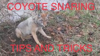 Coyote snaring Tips and tricks [upl. by Oab966]