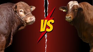 Limousin Versus Beefmaster [upl. by Ibob253]