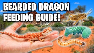 What Do Bearded Dragons Eat Ultimate Bearded Dragon Feeding Guide [upl. by Eener]