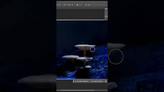 Pilze leuchten lassen  Short photoworkshopsde photoshop photography photoediting [upl. by Fredi148]