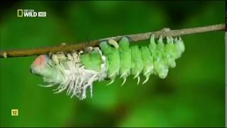 Insectos increíbles Documental Nat Geo [upl. by Terriss675]