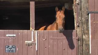 VideoImpressionen der Pferdezucht Heumann in Vordorf [upl. by Ardnohs]