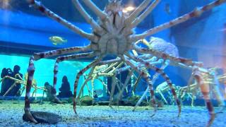 Japanese Spider Crabs [upl. by Anders]