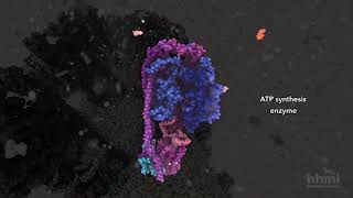 ATP Synthesis  HHMI BioInteractive Video [upl. by Orji]