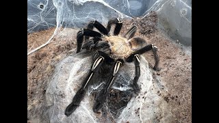 Ephebopus murinus Skeleton Leg Tarantula sling update and rehouse [upl. by Savior117]