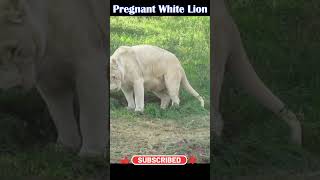 Pregnant White Lion Trying to Have Babies lion natureonlymedia [upl. by Jamesy303]