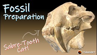 Finished Fossil Preparation  Sabretooth Cat Hoplophoneus Complete video [upl. by Poirer]