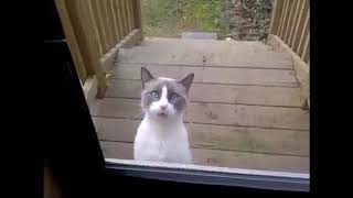 Funny cat yowling loudly  funny Animals [upl. by Dallas553]