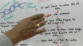 Muscle Contraction and Relaxation  Explained through Flow Chart [upl. by Magnien]