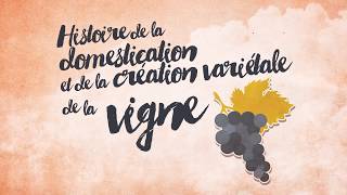 Histoire de la domestication et de la création variétale de la vigne [upl. by Meier]