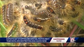 How to destroy browntail moth eggs now to prevent big problems next year [upl. by Einaj903]