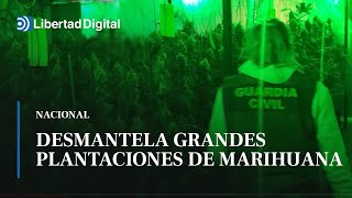 La Guardia Civil desmantela dos grandes plantaciones de marihuana en El Casar [upl. by Ardni]