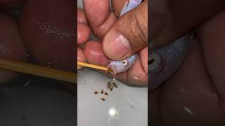 Mother cichlid fish giving birth to 11 baby fish 😍🐳🥰🐬 물고기 fish fishing [upl. by Curt]